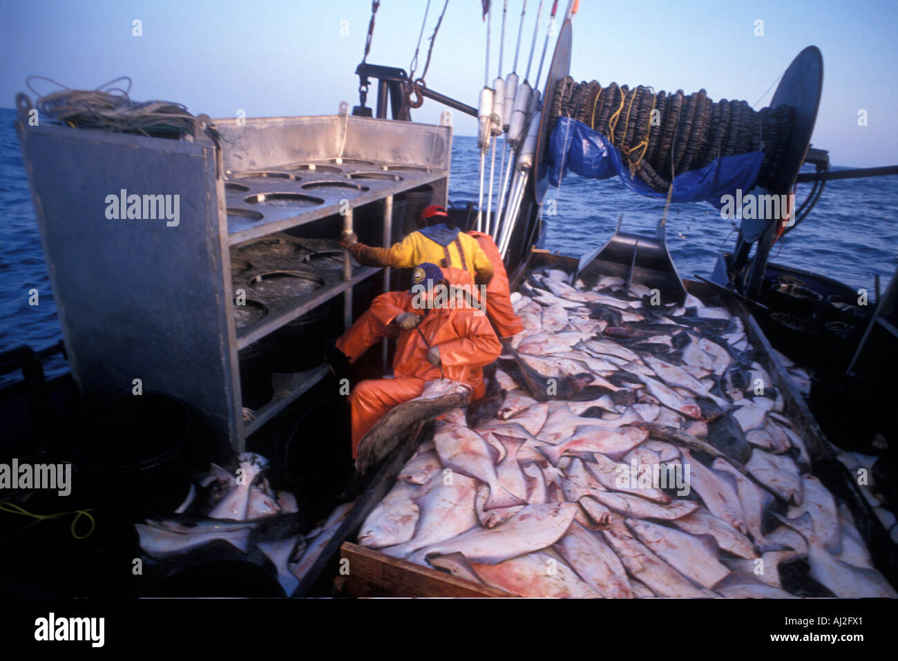 USA Alaska MR Crew of Mar del Norte works during 24 hour halibut commercial fishing opening off Kodiak Island Stock Photo