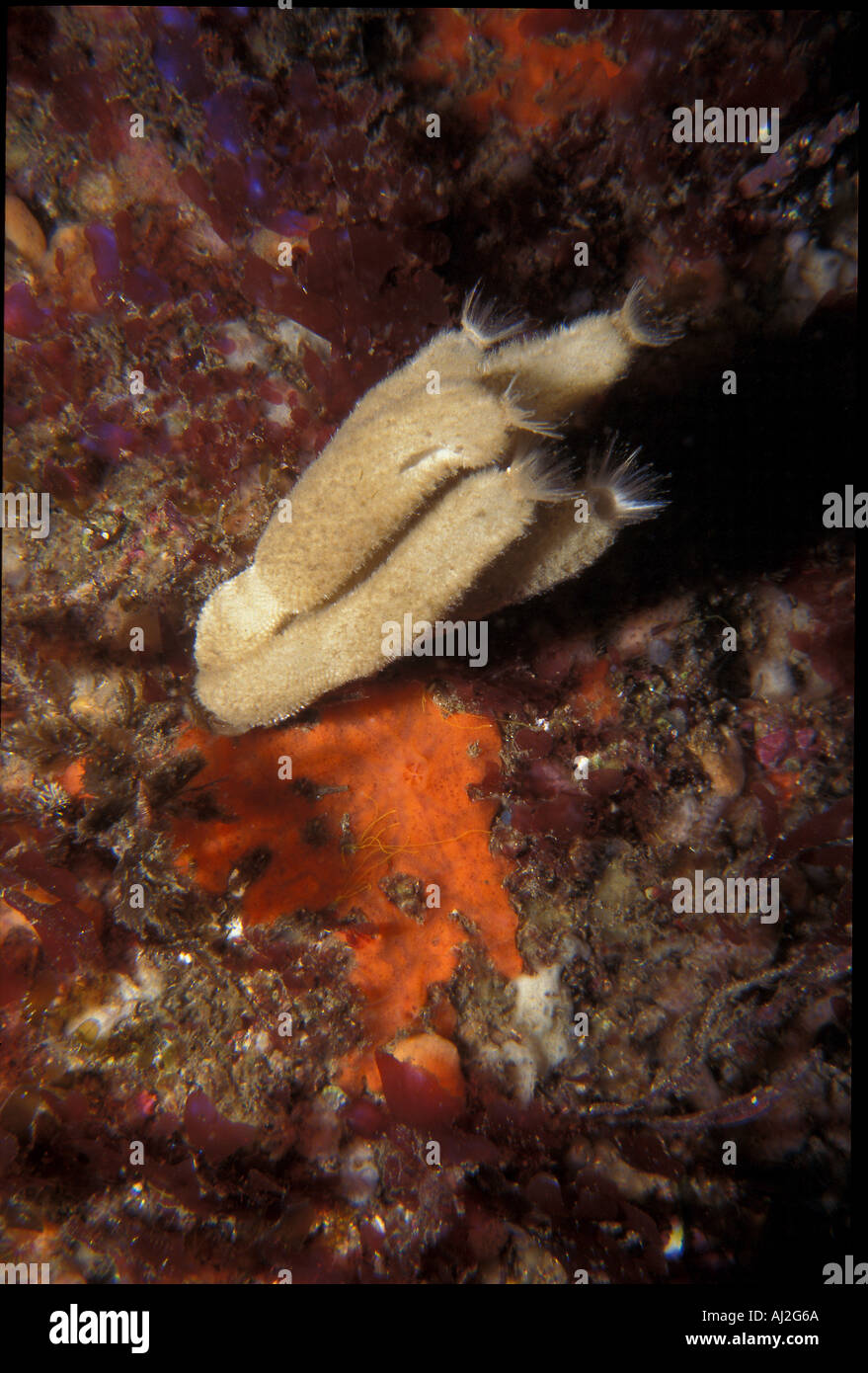 a gropu of five calcareous sponges of the species Sycon ciliatum