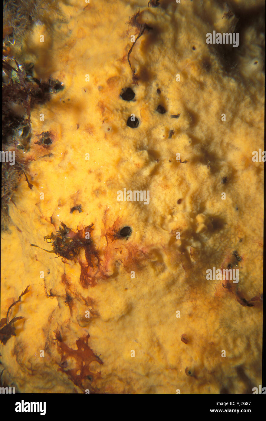 A massive growing of the yellow sponge Halichondria aurantiaca Oviñana Asturias Spain  Stock Photo
