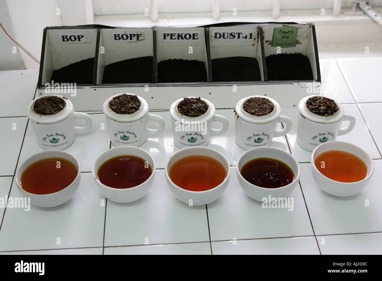 Tea testing in Nuwara Eliya Sri Lanka Stock Photo Alamy