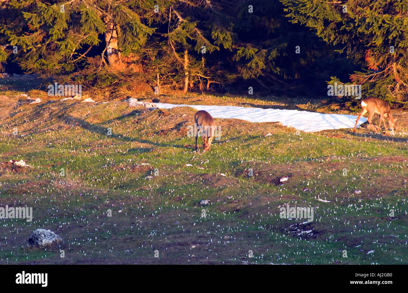roe deer male and female who eat in the light of the sunset in winter Stock Photo
