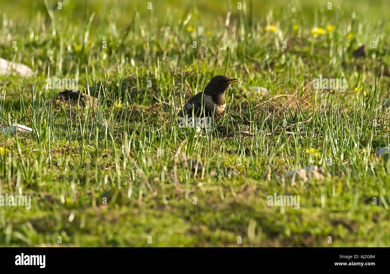 turdus merula with the collar in the meadow Stock Photo