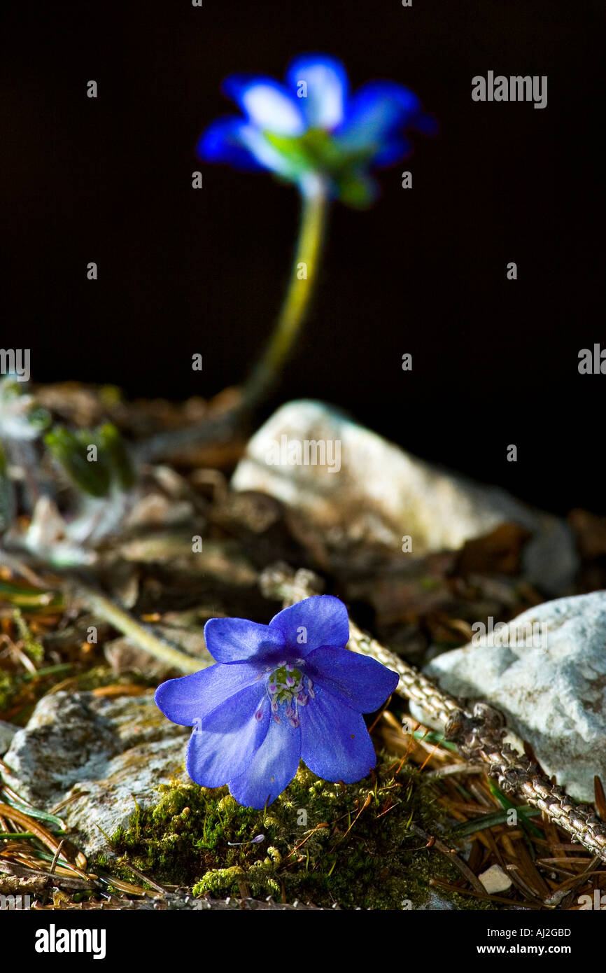 wild flowers blue luminous us with black background Stock Photo