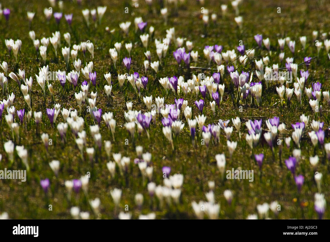 meadow bloomed of colored wild crocus Stock Photo