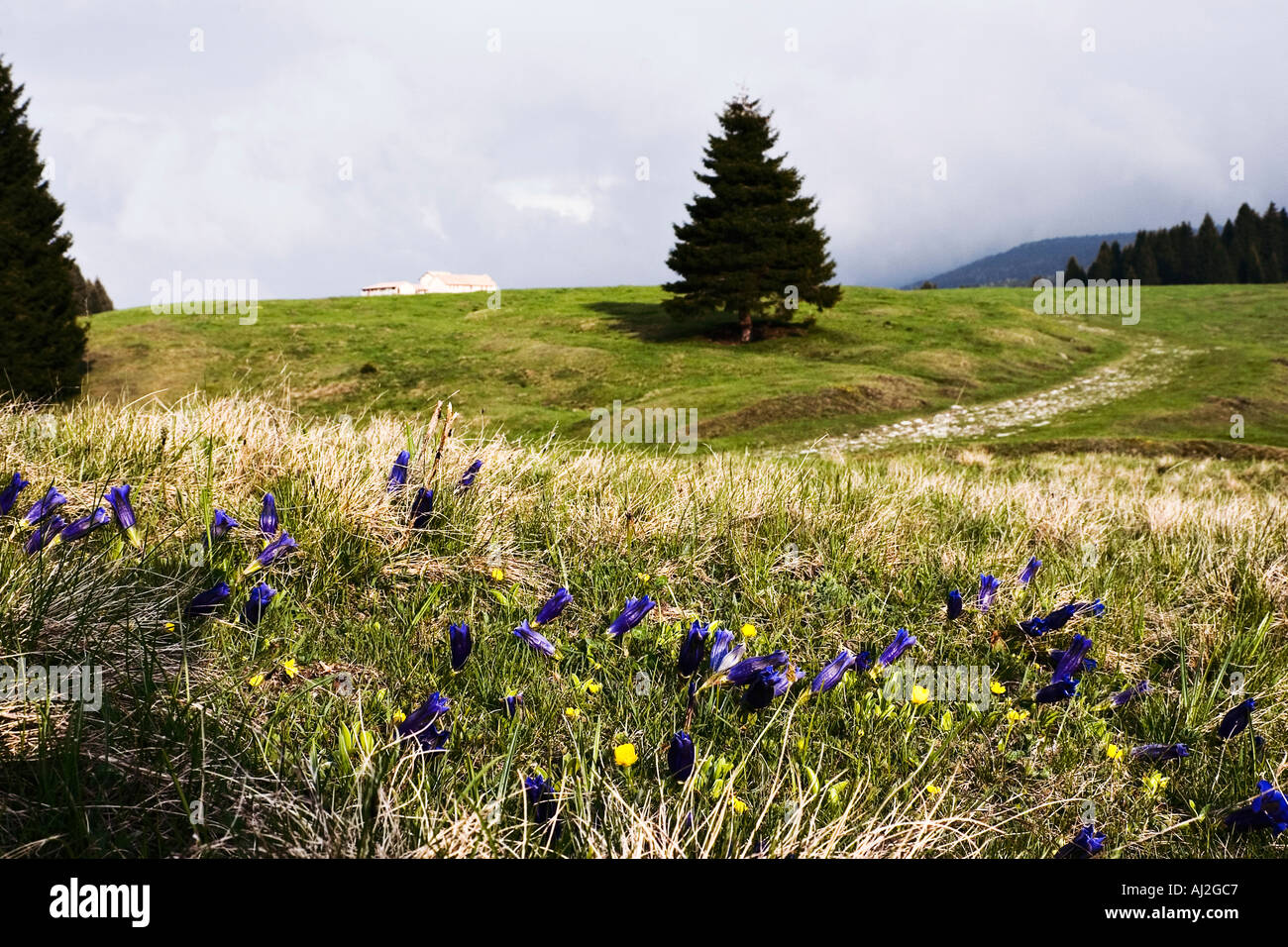 landscape with gentiana acaulis kock and small farm Stock Photo