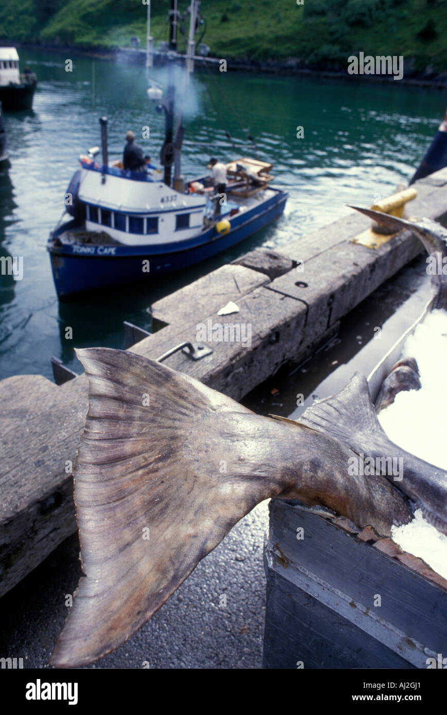 USA Alaska Freshly caught halibut in ice tub at boat harbor in Kodiak after 24 hour commercial opening Stock Photo