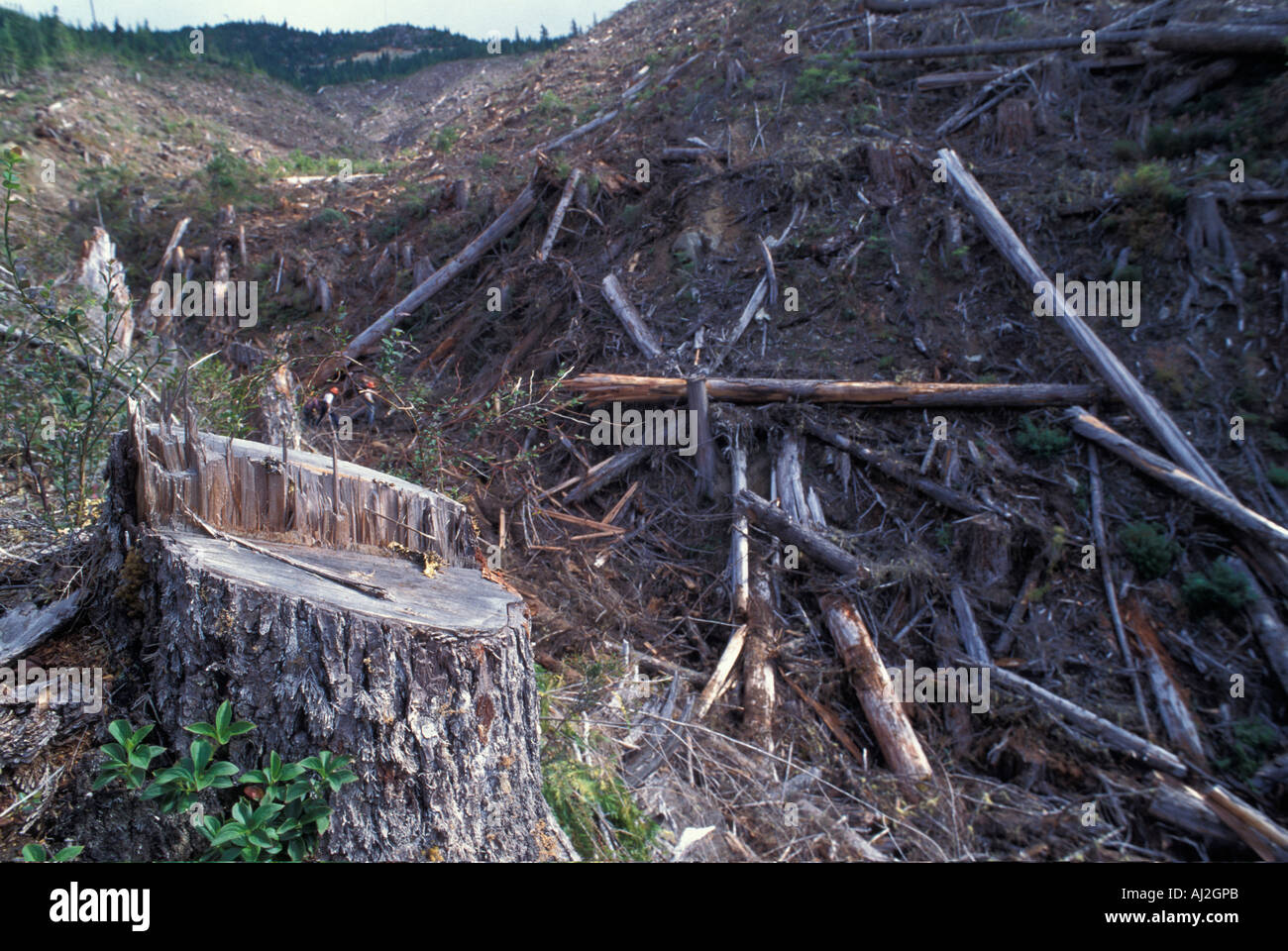 Canada British Columbia Clear cut old growth forest on CANFOR land above Woss Lake on Vancouver Island Stock Photo