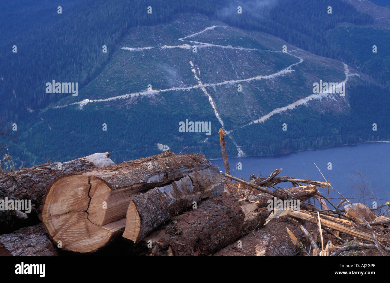 Canada British Columbia Clear cut old growth forest on CANFOR land above Woss Lake on Vancouver Island Stock Photo