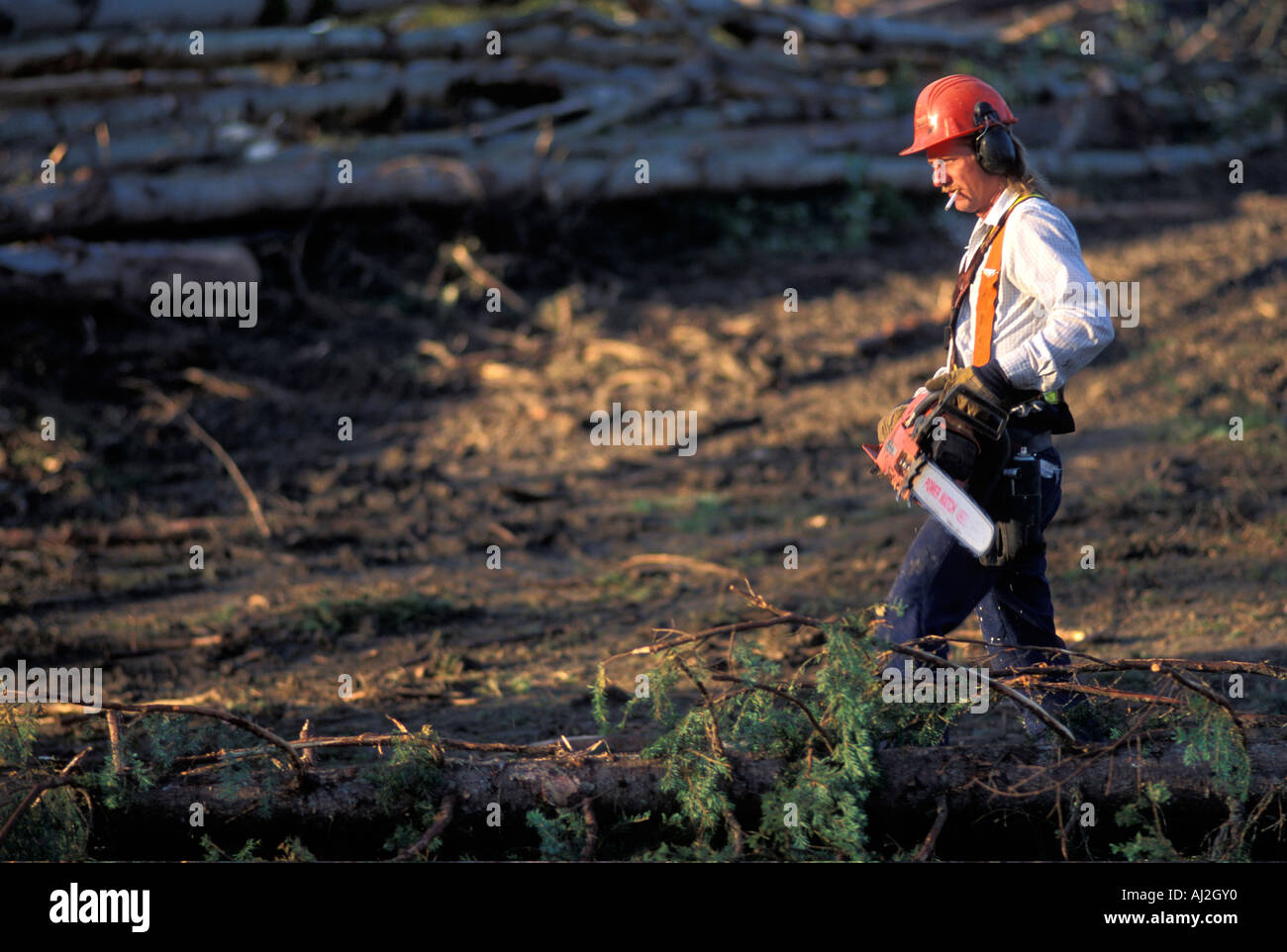 Canada British Columbia Prince George MR Logger Shane Ruddell trims logs in forest near Bear Lake Stock Photo