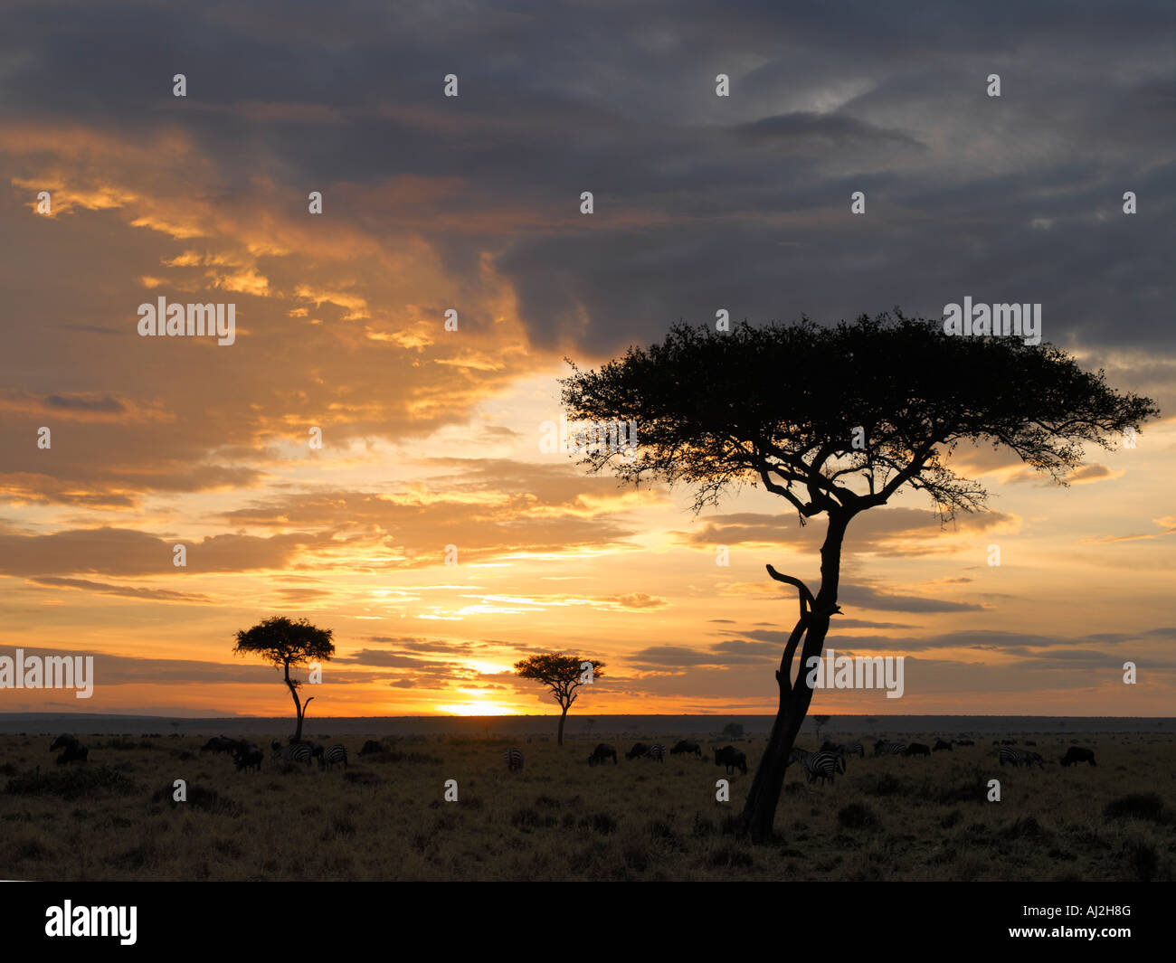 Balanites trees silhouetted by a sunset in Masai Mara Game Reserve, Kenya Stock Photo