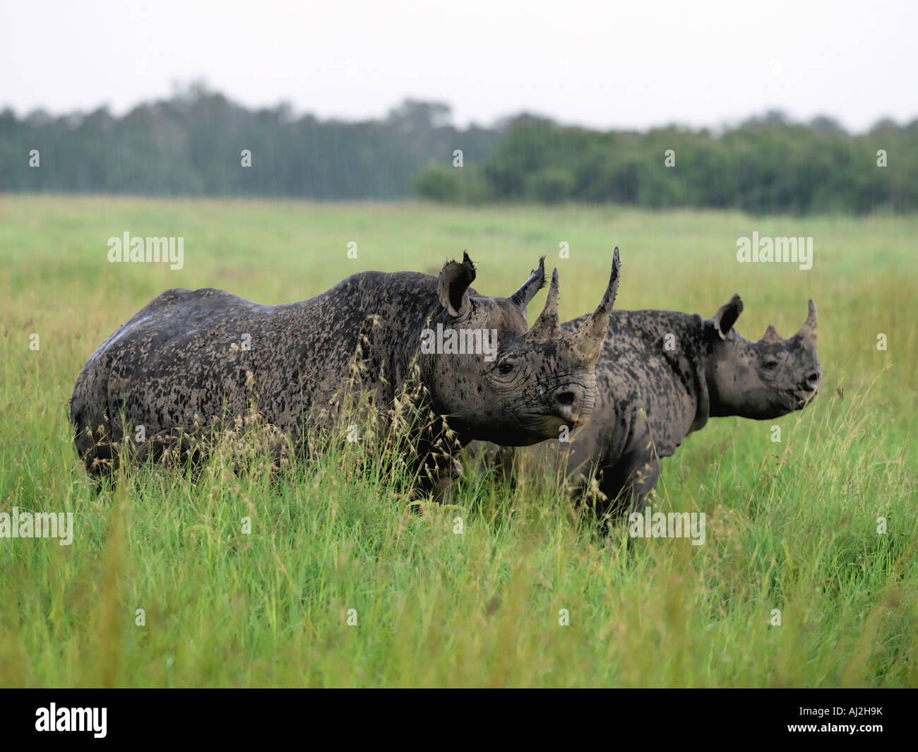Two black rhinos brave a rainstorm in the Masai Mara Game Reserve, Kenya Stock Photo