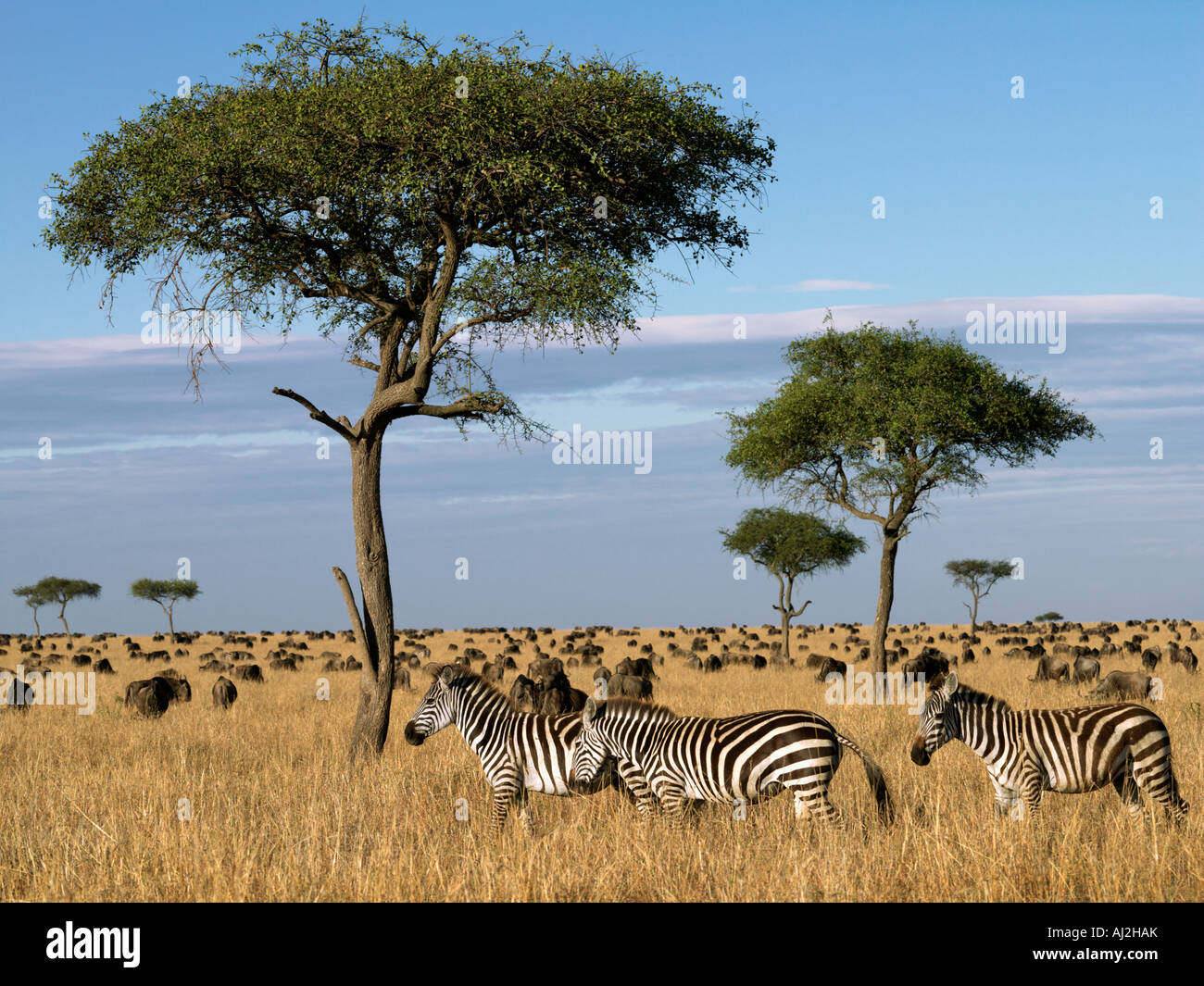 Tens of thousands of zebra and wildebeest graze the grasslands in Masai Mara Game Reserve during their annual migration Stock Photo