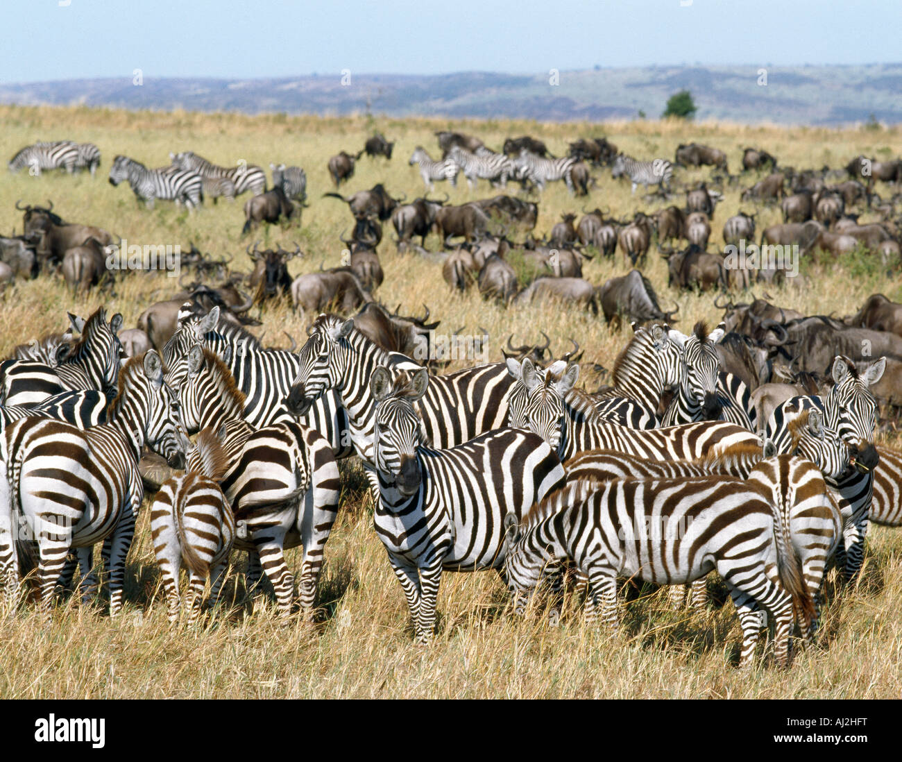 Large herds of wildebeest intermingle with Burchell’s zebra during Stock Photo 14600843 Alamy