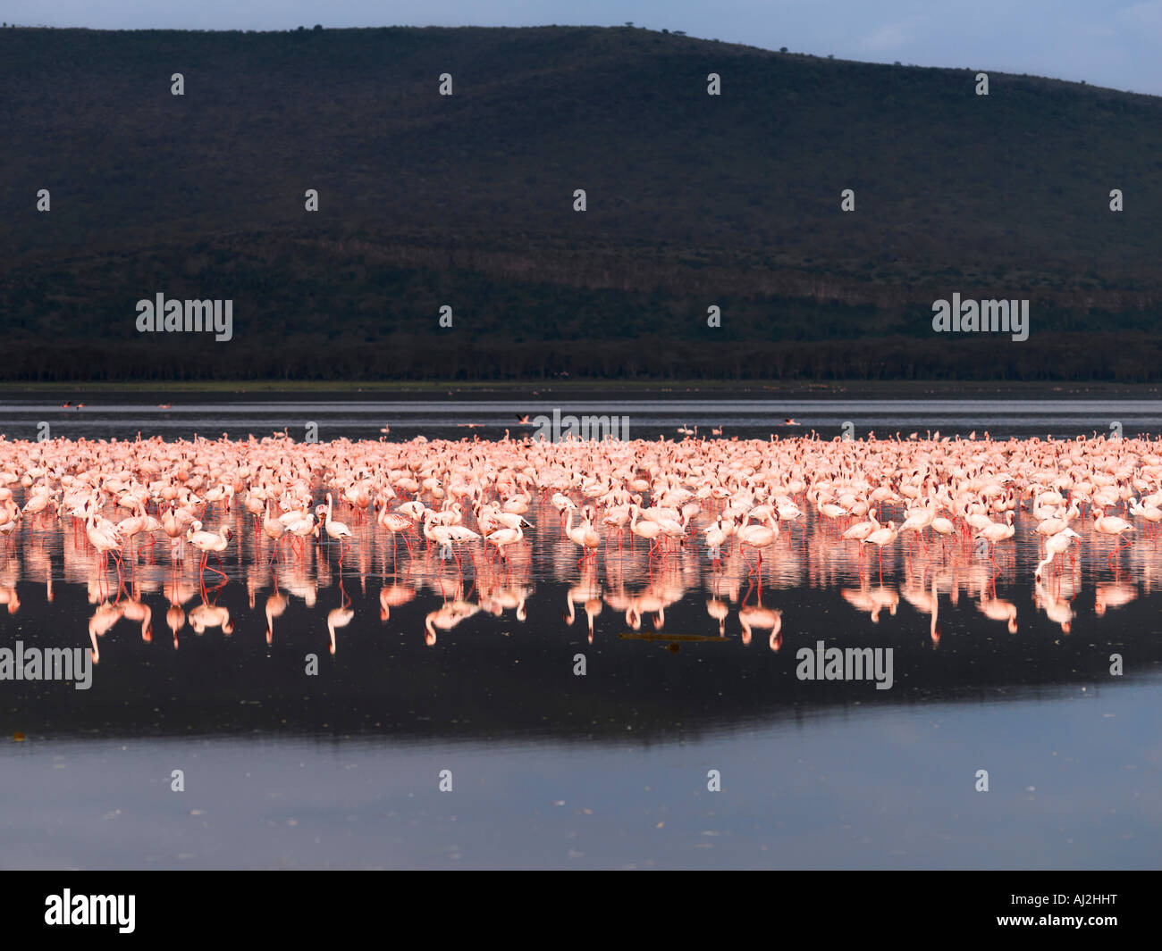 Lesser flamingos feed on algae along the shoreline of Lake Nakuru, an