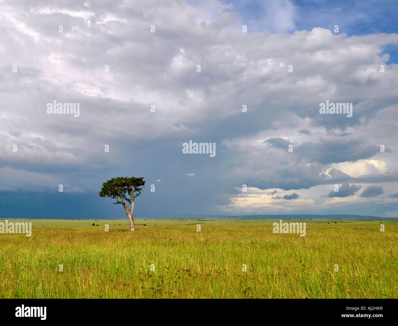 A rainstorm on the rolling grasslands of the Masai Mara Game Reserve, Kenya Stock Photo