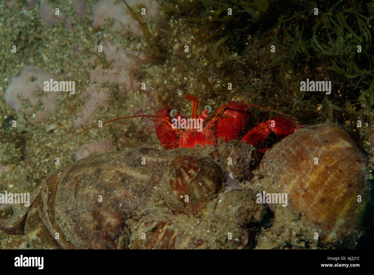 Hermit crab in the mediterranean sea hi-res stock photography and ...