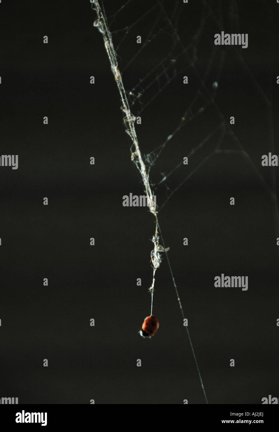 Ladybug caught in spider web Stock Photo