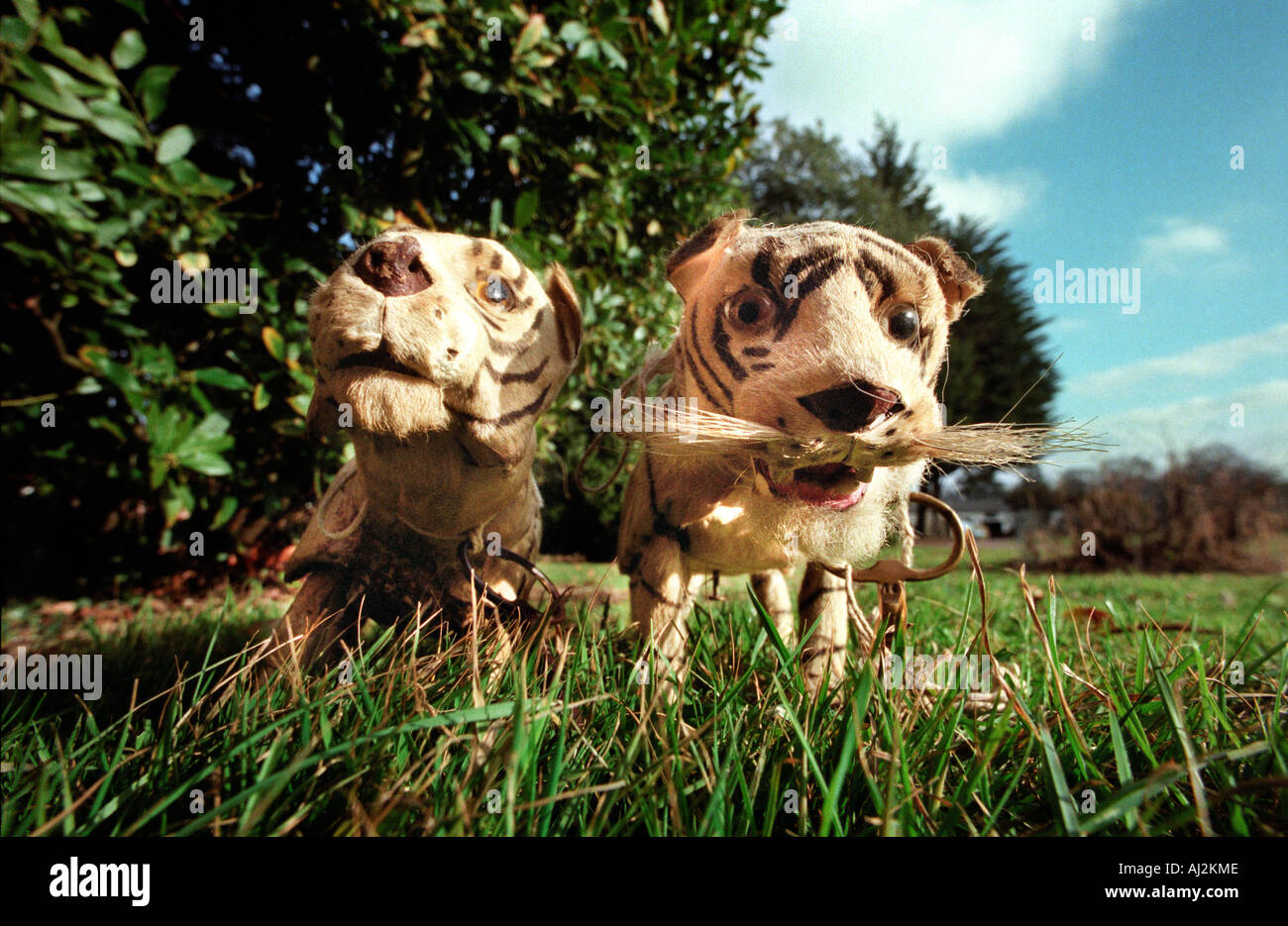 Victorian toy tigers with the keys to wind them up so they walk and growl Stock Photo Alamy