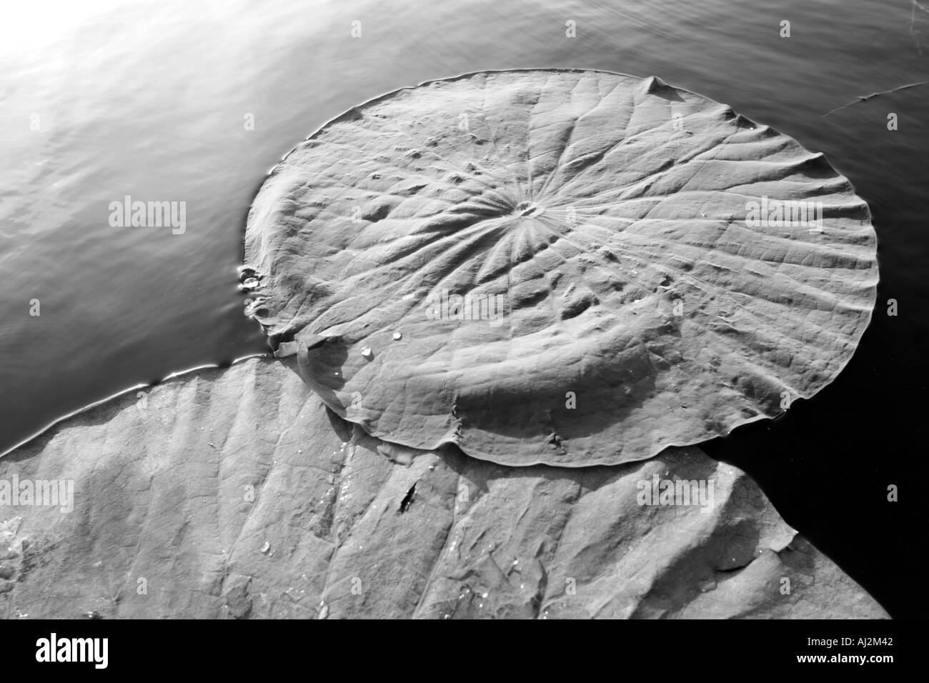 Floating leaf and water drops Lotus leaf Nelumbio speciosum Stock Photo