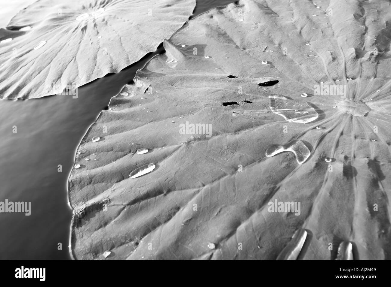 Floating leaf and water drops Lotus leaf Nelumbio speciosum Stock Photo