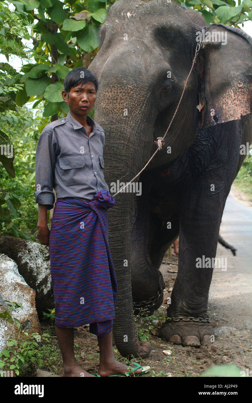 Mogok domesticated elephants used for attracting wild elephants Stock Photo