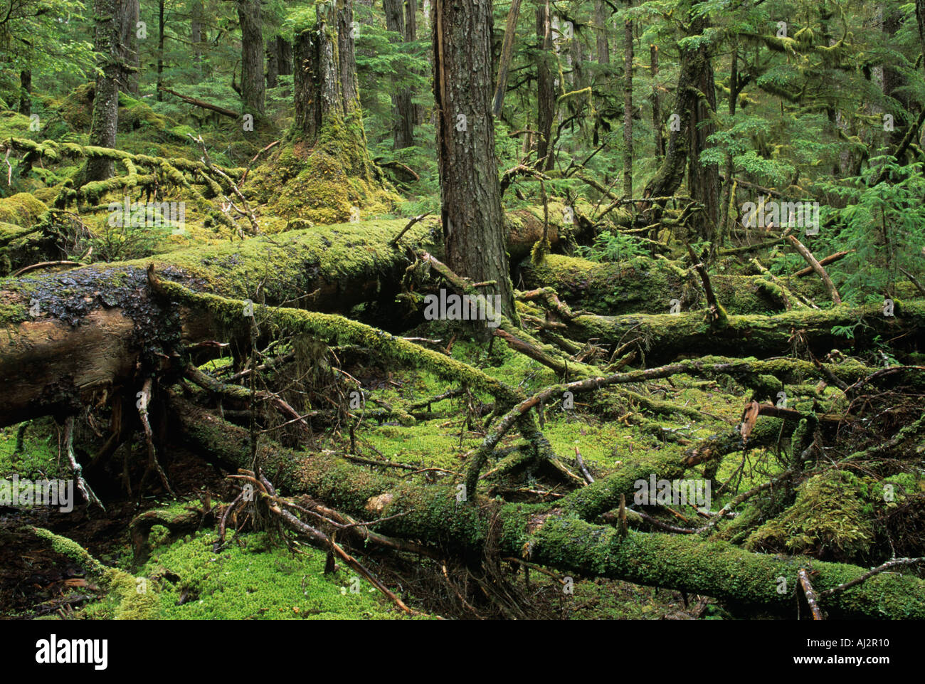 USA Alaska Tongass National Forest Green moss covers floor of old growth rainforest on West Brothers Island Stock Photo