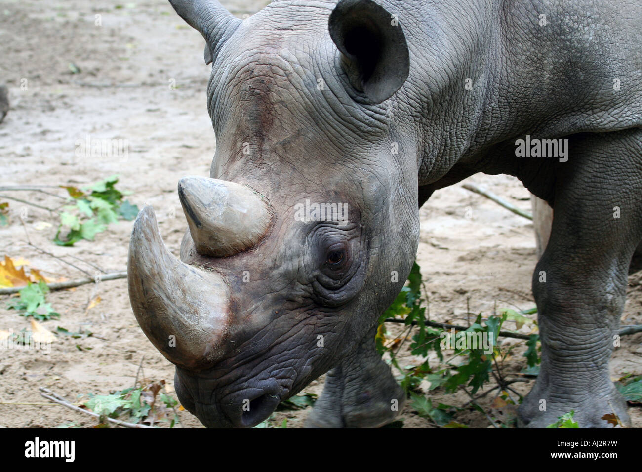 Portrait of Black Rhinocerous, Diceros bicornis. Stock Photo