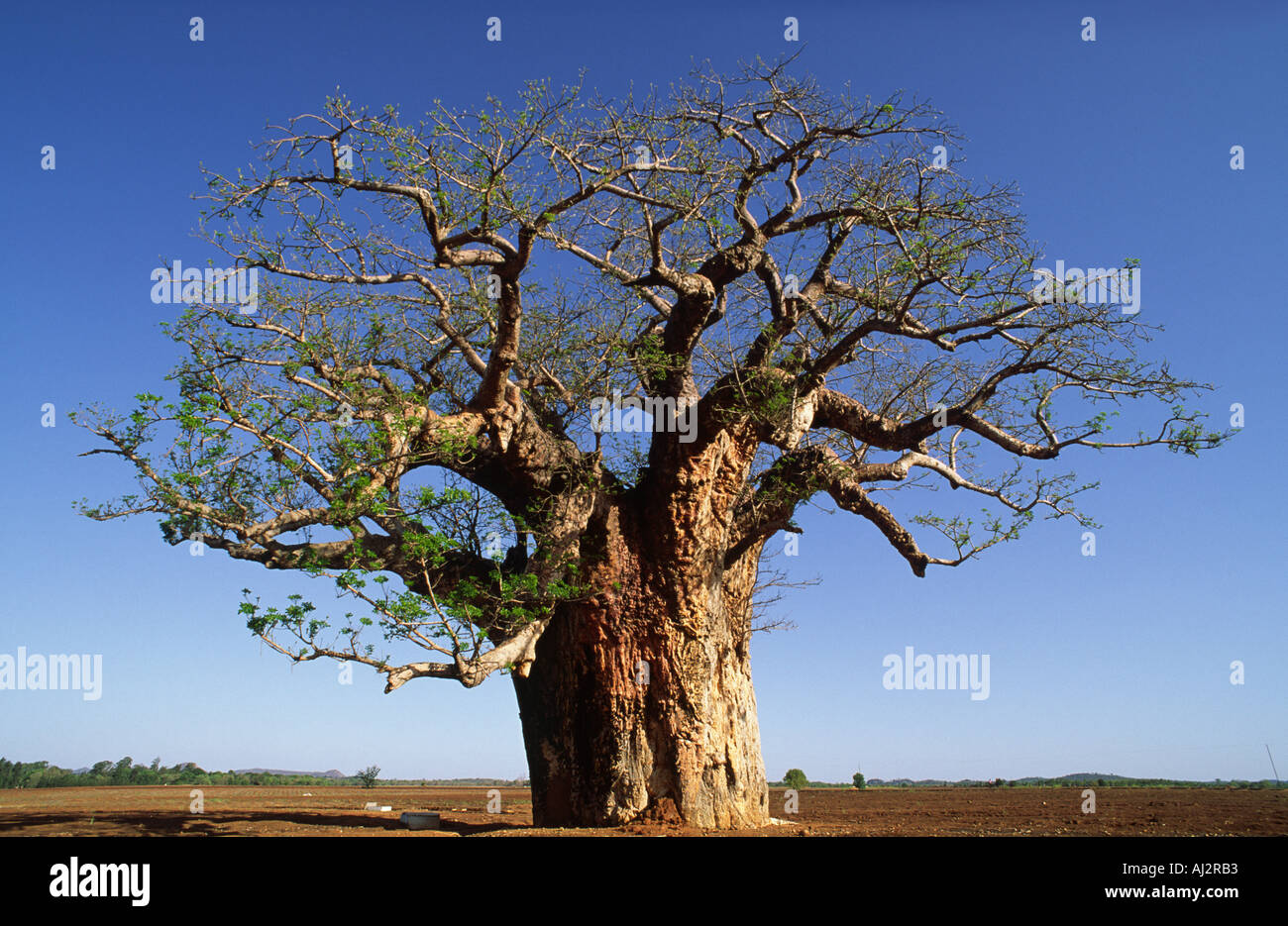 A single Baobab tree saved from the plough, standing in the middle of a harvested sugar-cane field in Triangle Estate, Masvingo Province, Zimbabwebeob Stock Photo