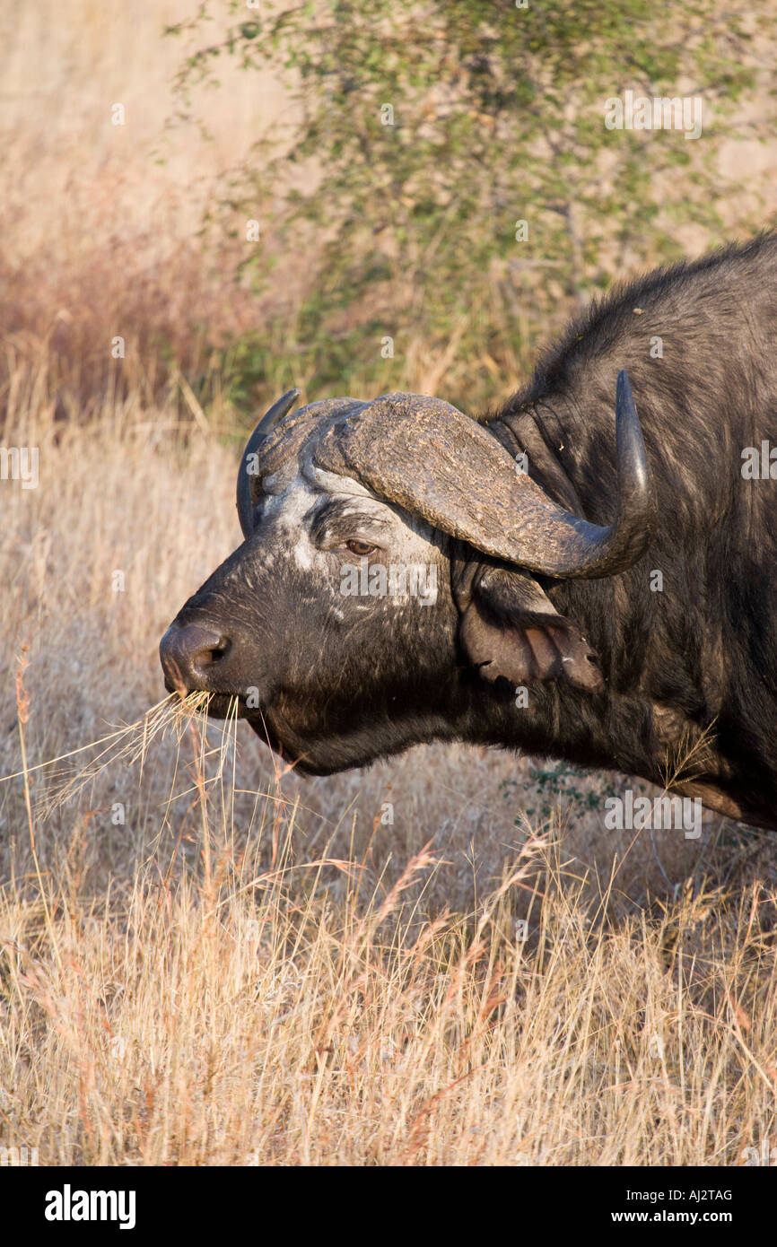 African Buffalo (Syncerus caffer), also known as Cape Buffalo, in ...