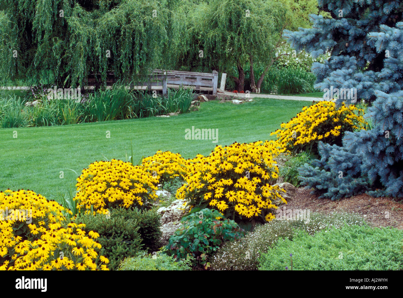 CONEFLOWERS (RUDBECKIA) IN LYNDALE PARK GARDENS NEAR LAKE HARRIET.  SOUTH MINNEAPOLIS, MINNESOTA.  LATE SUMMER. Stock Photo