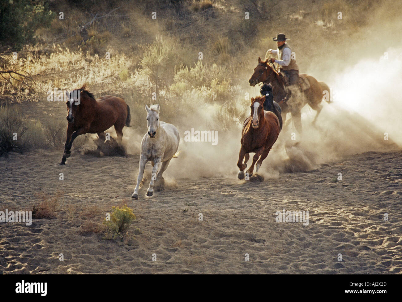 Man riding horse past western hi-res stock photography and images - Alamy