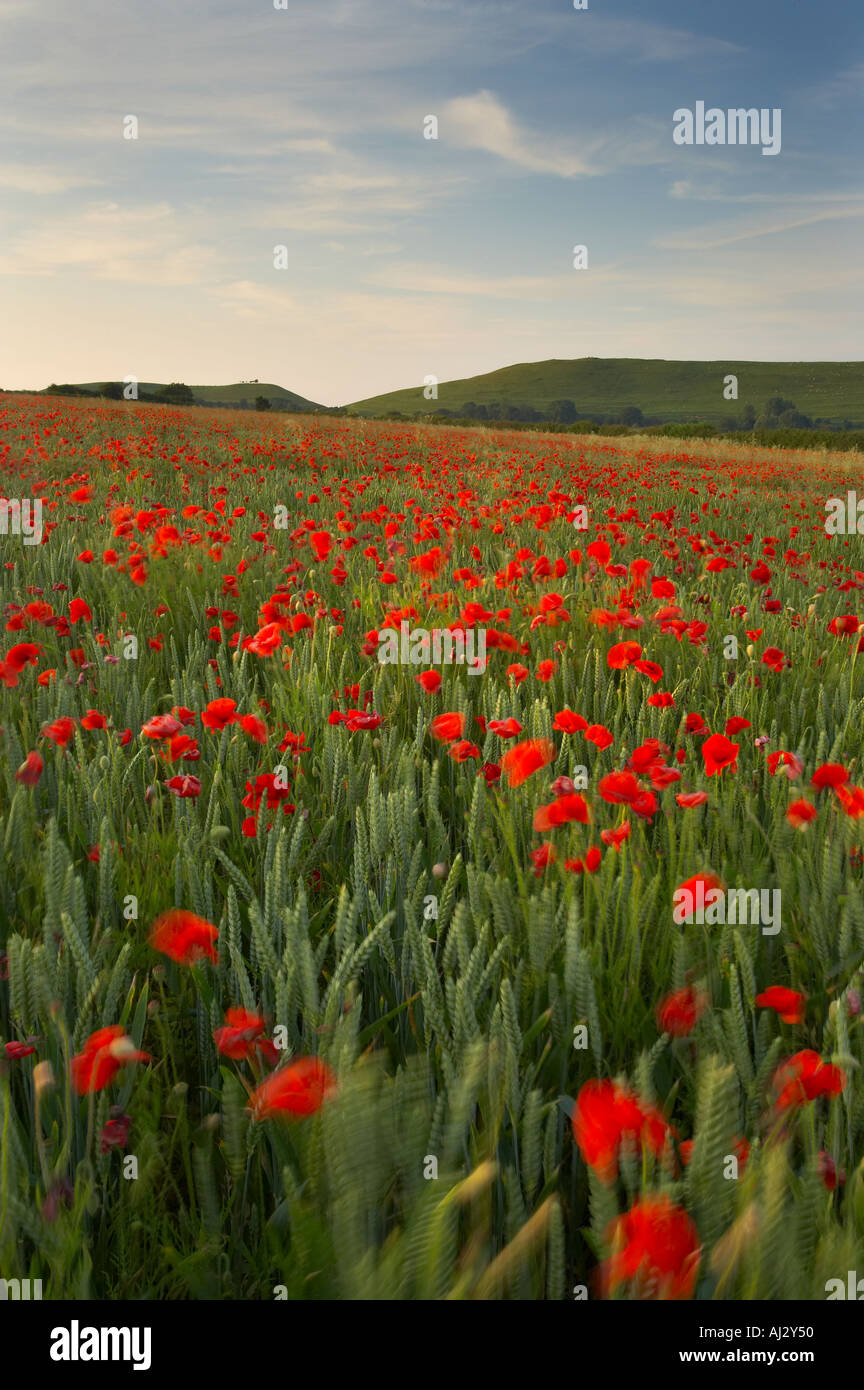 Poppies growing in amongst a field of wheat on an organic farm nr ...