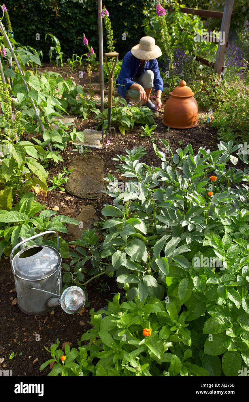 woman weeding vegetable patch in a garden Dorset England UK Stock Photo