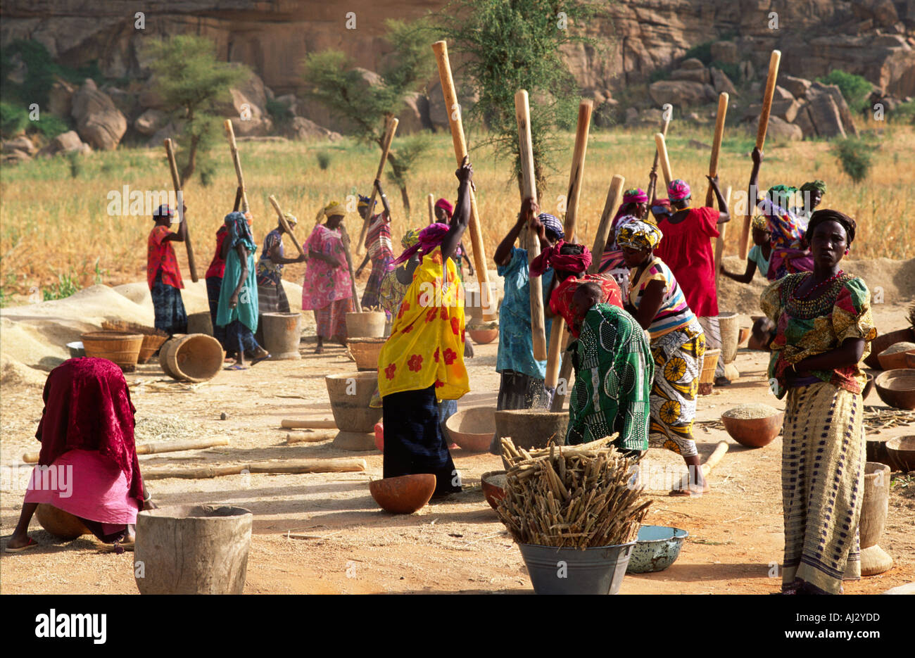A large group of Dogon women pounding millet near Kane Kombole in  Mali Stock Photo
