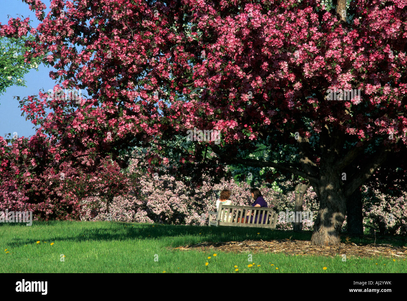 TWO WOMEN SIT BELOW FLOWERING CRABAPPLE TREES AT THE MINNESOTA