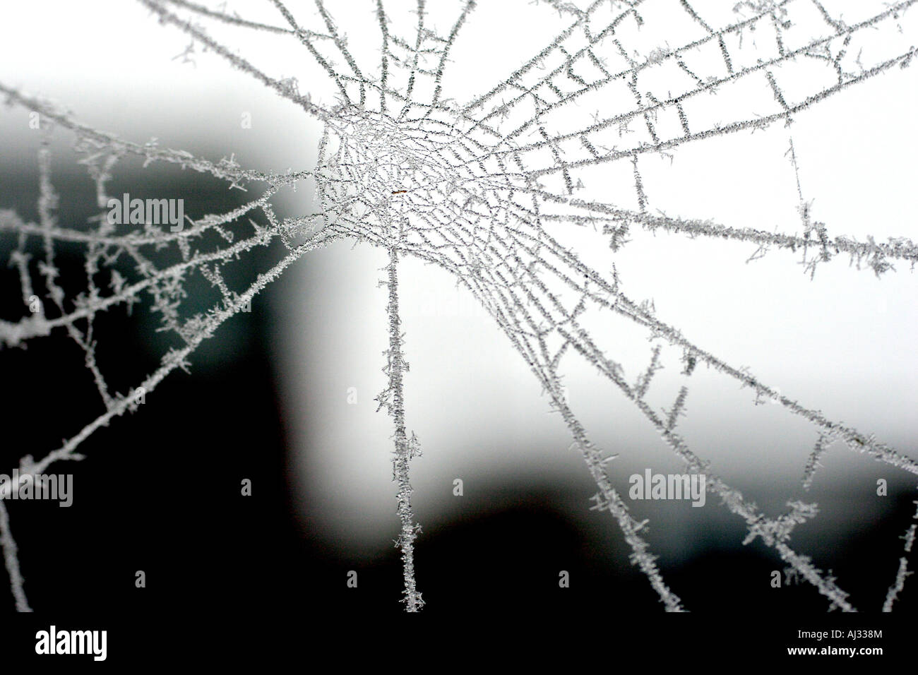 spider web in frost Stock Photo - Alamy