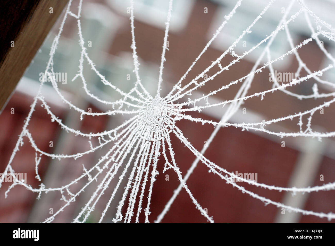 spider web in frost Stock Photo - Alamy
