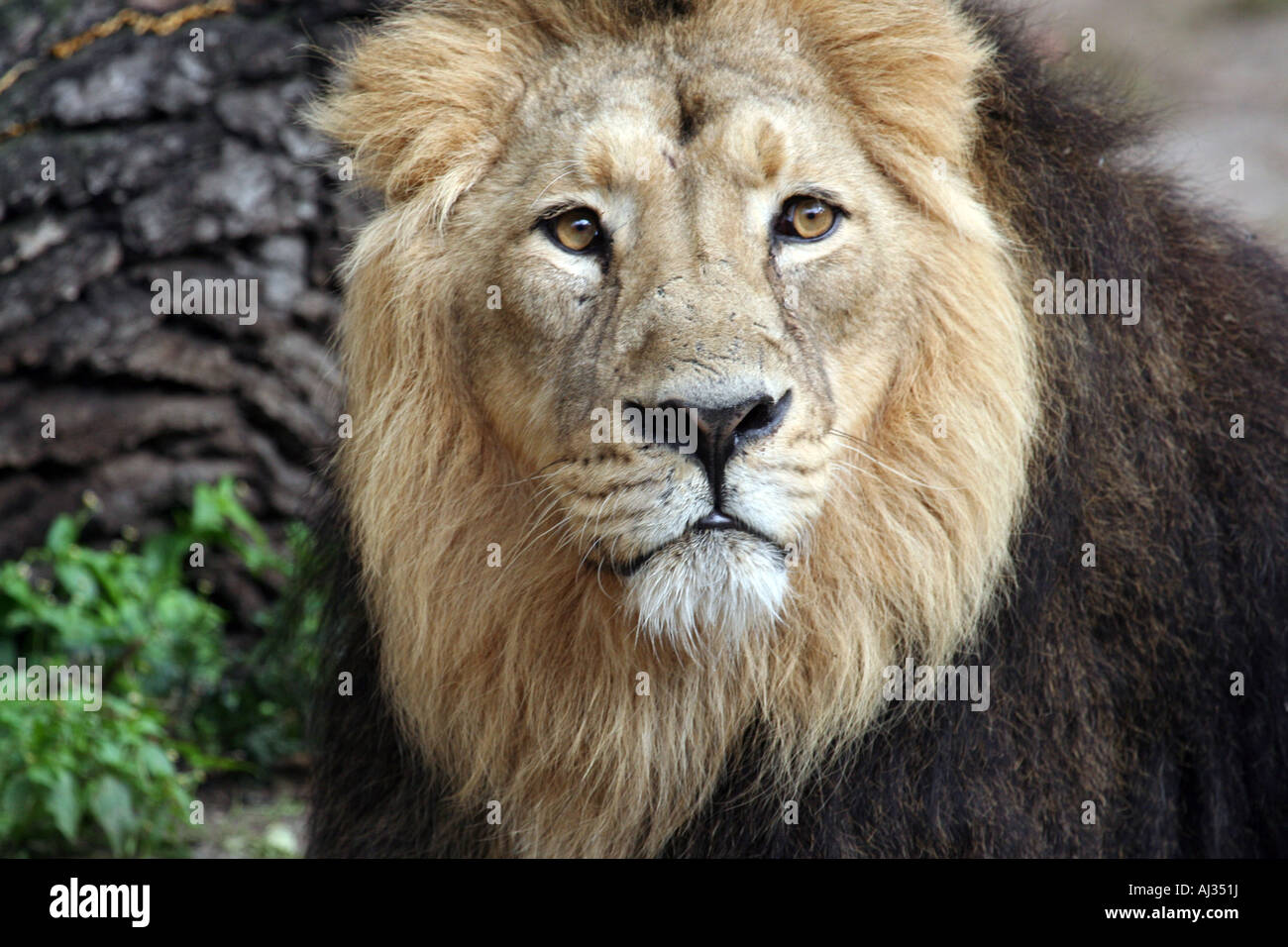 Portrait of a male lion (Panthera Leo) seen in Govenors Camp, in the Massai Mara, Kenya Stock Photo