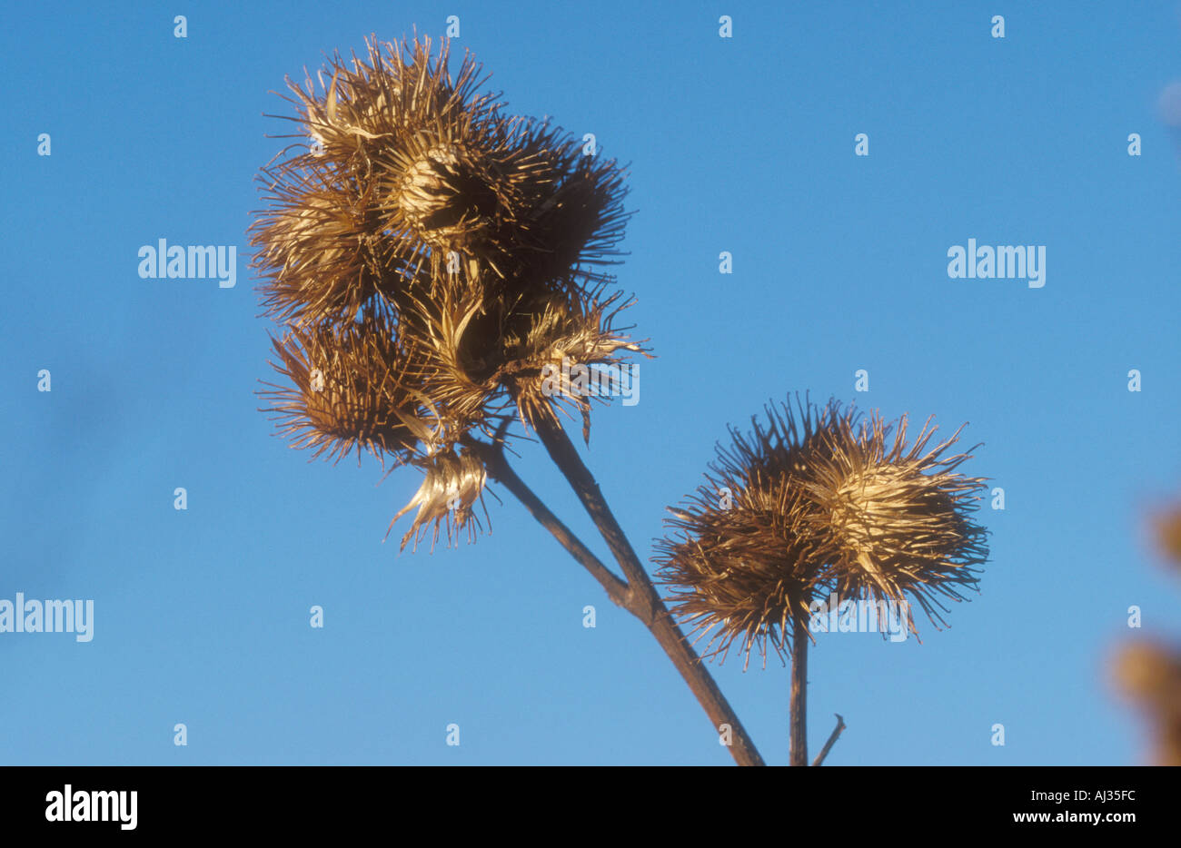 Burdock seed head Stock Photo - Alamy