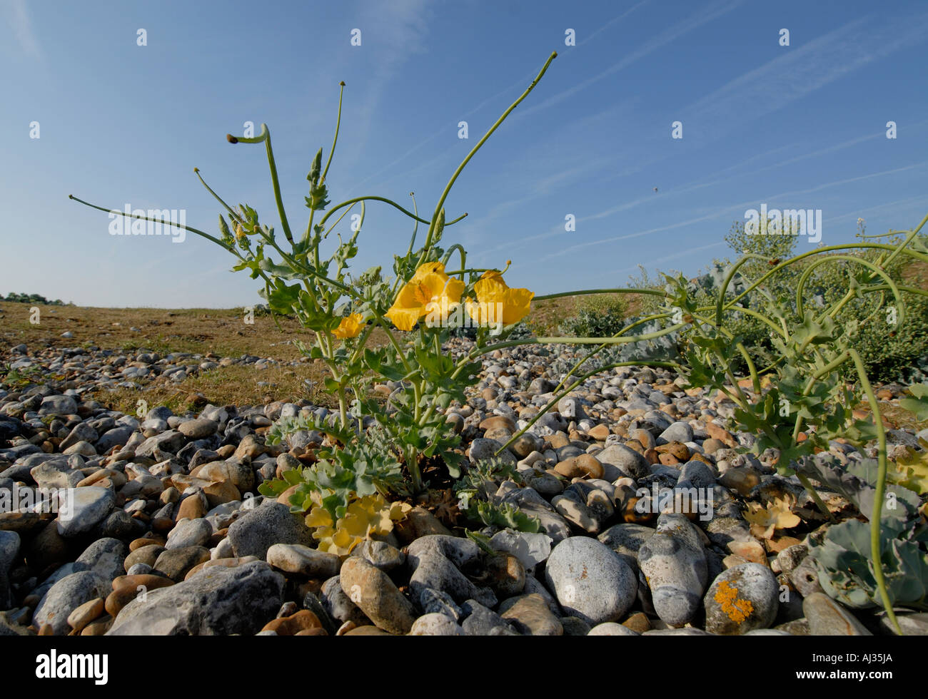 Plants of Yellow Horned Poppy Glaucium flavum with waxy bright yellow flowers and 30 cm long seed pods Stock Photo