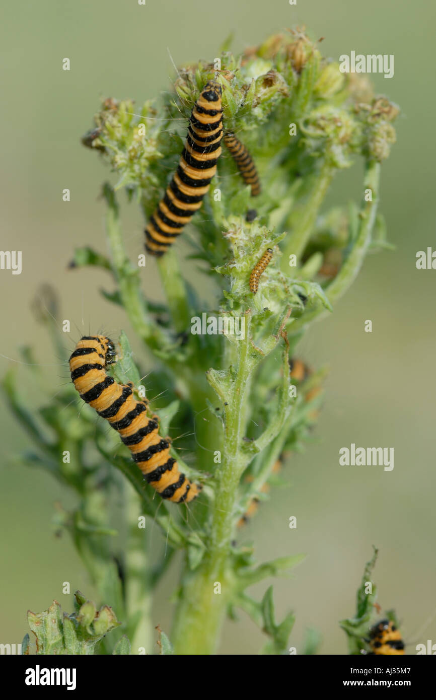 Black and yellow caterpillar hires stock photography and images Alamy