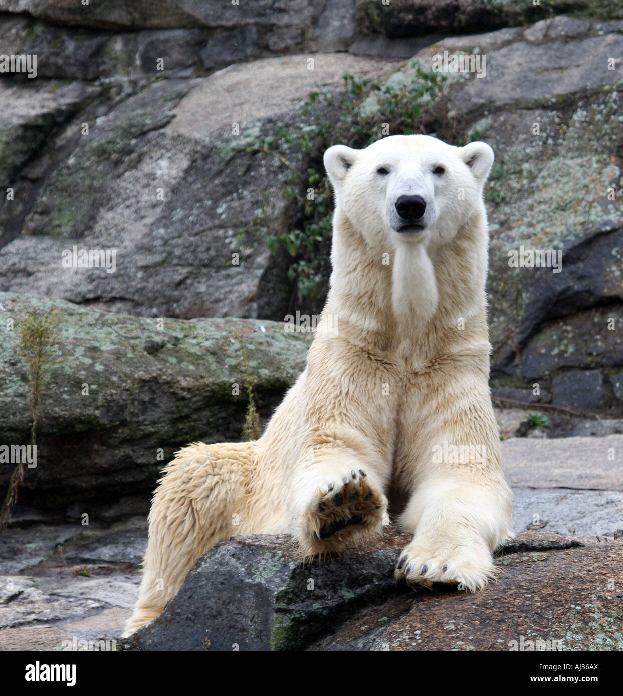 Close up of Polar Bear on rock. Stock Photo