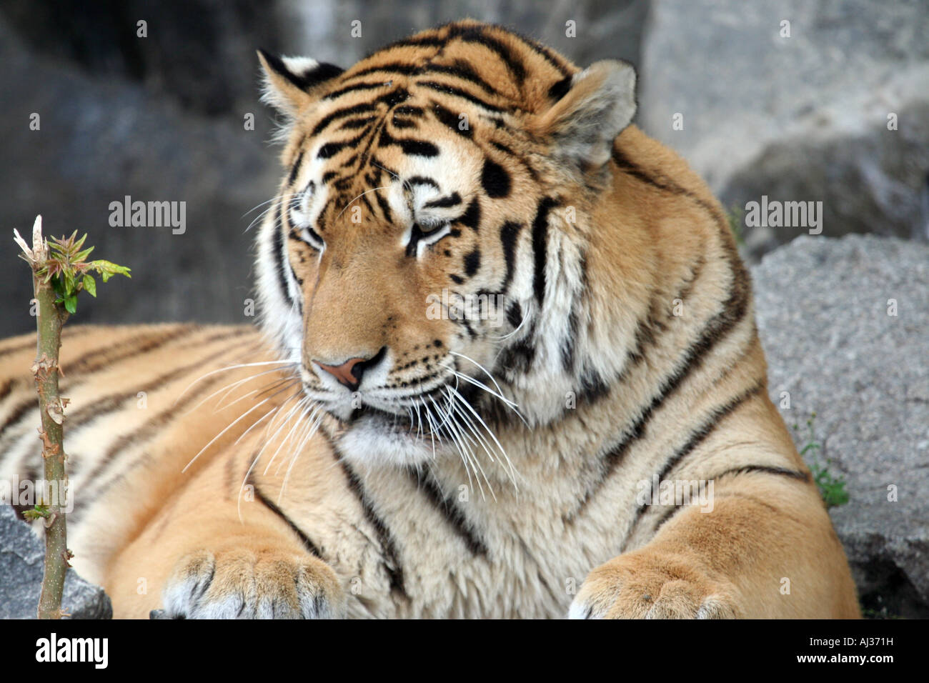 Portrait of an Indochinese tiger (Panthera tigris corbetti), seen here in Thailand. Stock Photo