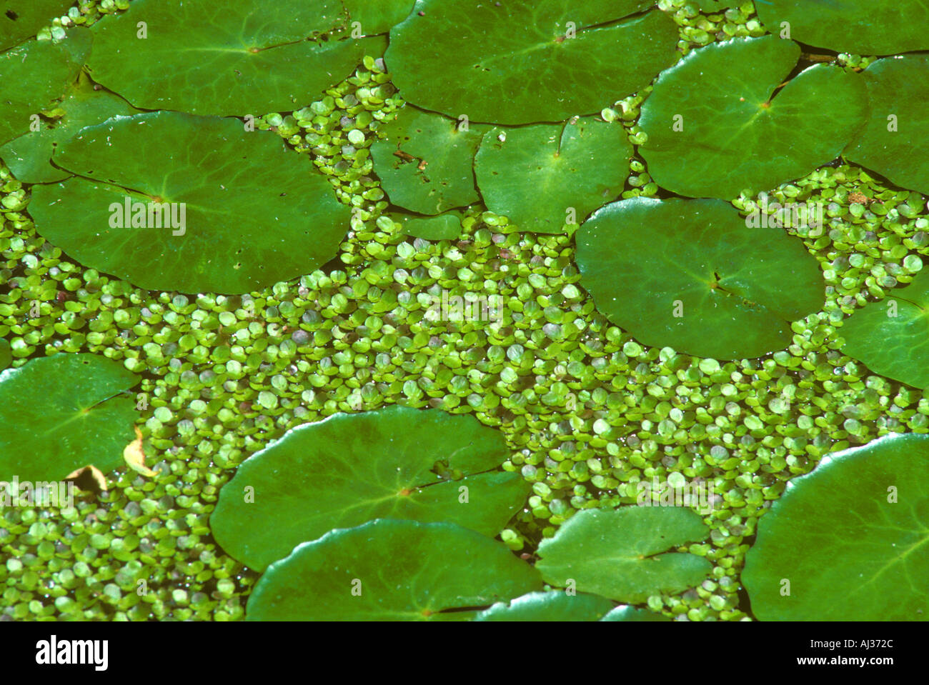 Water covered with Duckweed and Water Lilly Leaves Stock Photo Alamy