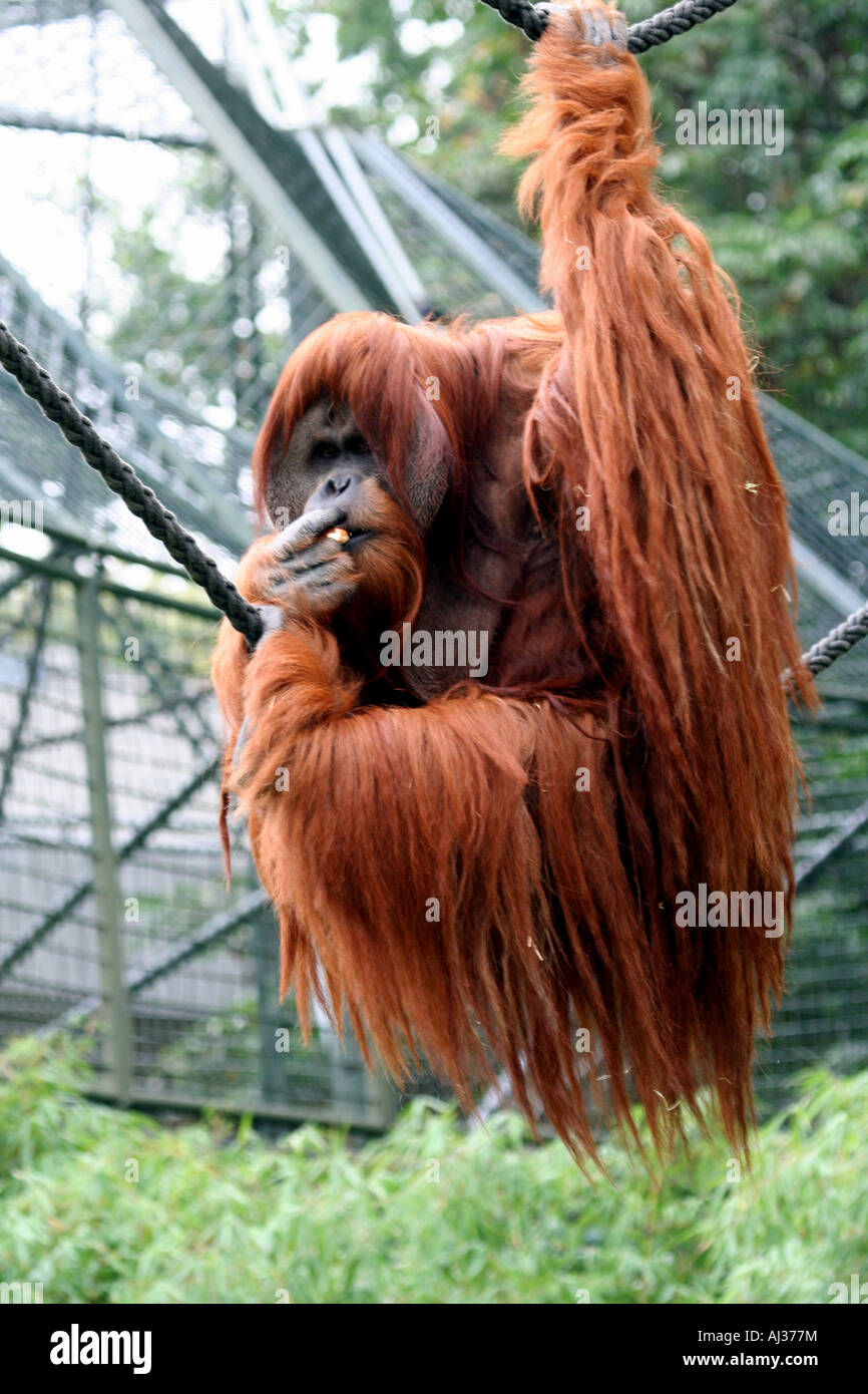 Alpha male orangutan hanging from branch of tree. Stock Photo