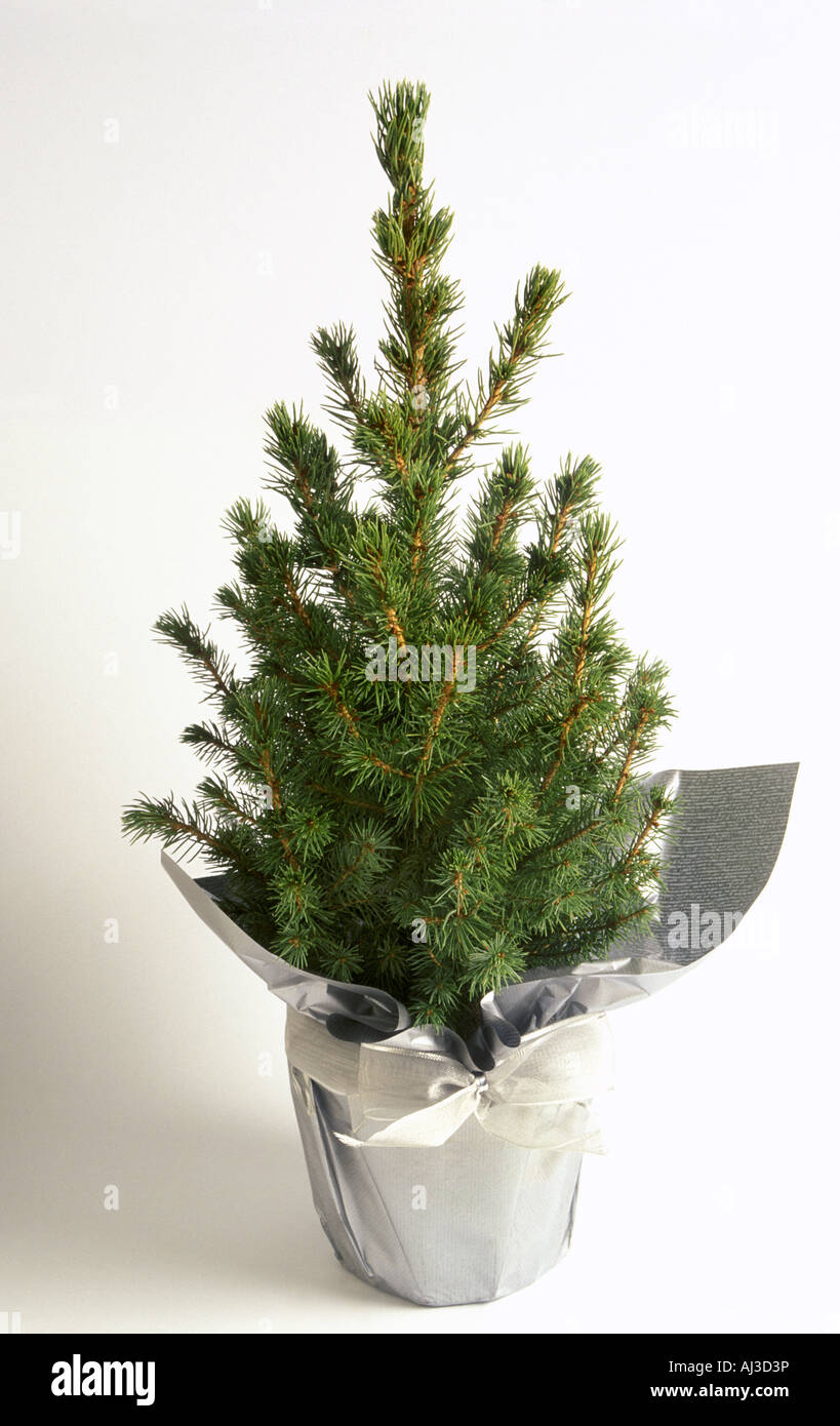 Picea Glauca Albertiana Conica gift wrapped for Christmas Stock Photo