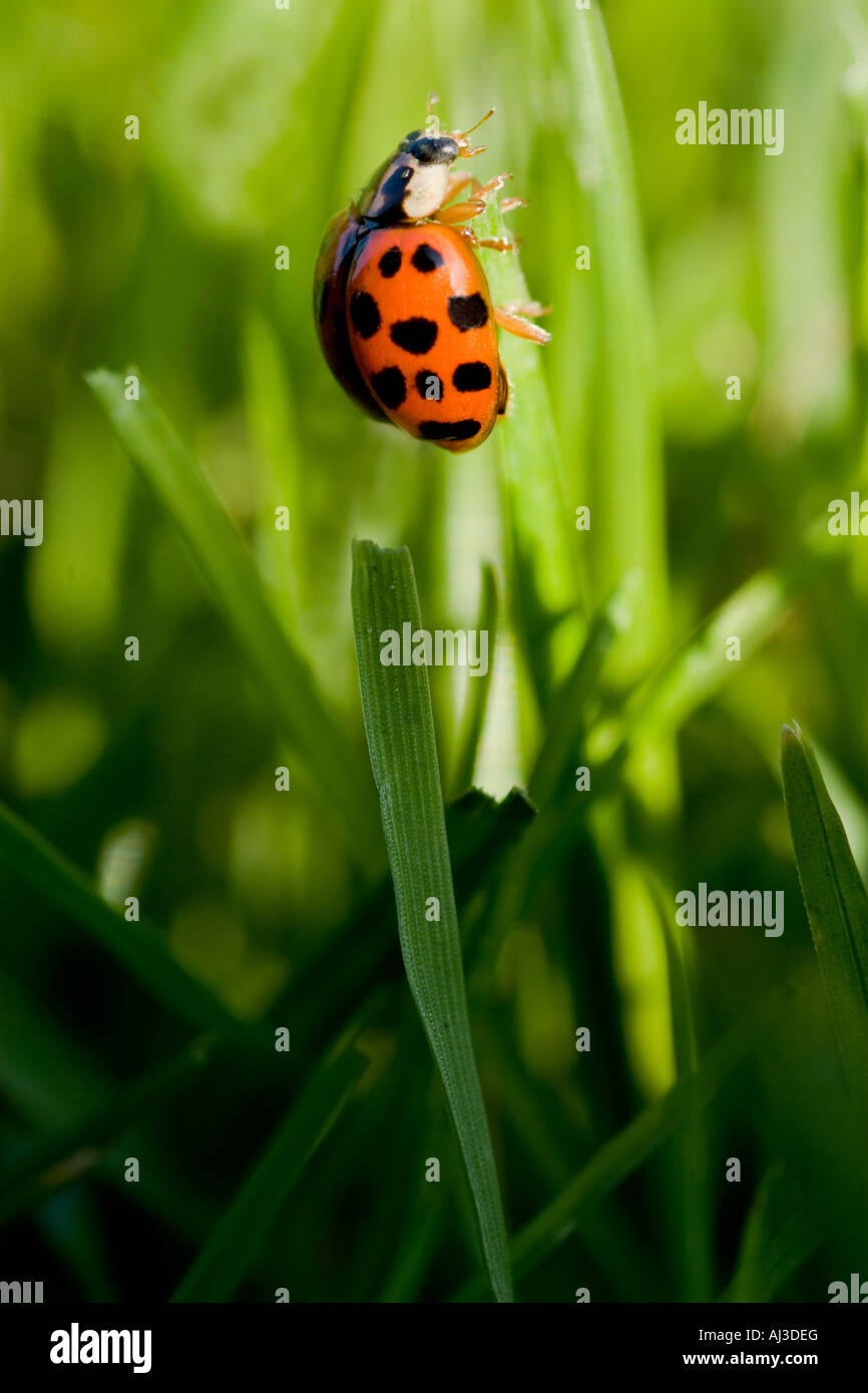 Harlequin Harmonia axyridis Ladybird Ladybug Climbing a Blade of Grass ...