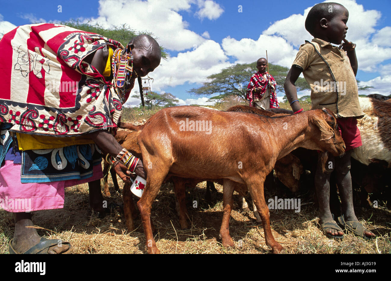 Maasai woman milks goats helped by a steadying hand from her young grandson, Kajiado, Kenya. Stock Photo