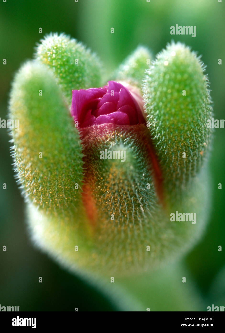 Close up of a Rosea Ice plant Drosanthemum Hispidum Stock Photo
