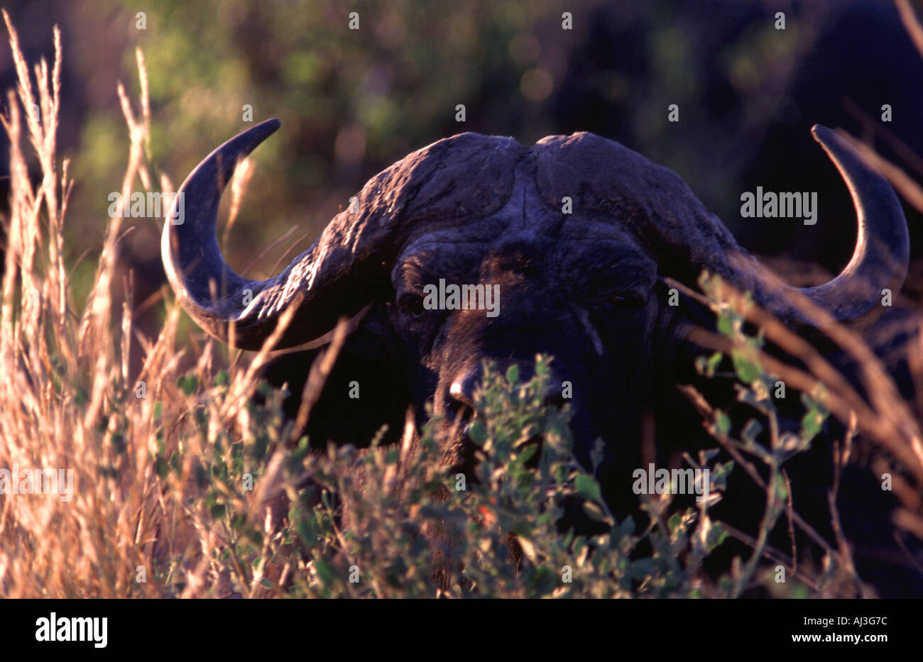 Bull in vegetation, Syncerus caffer Stock Photo